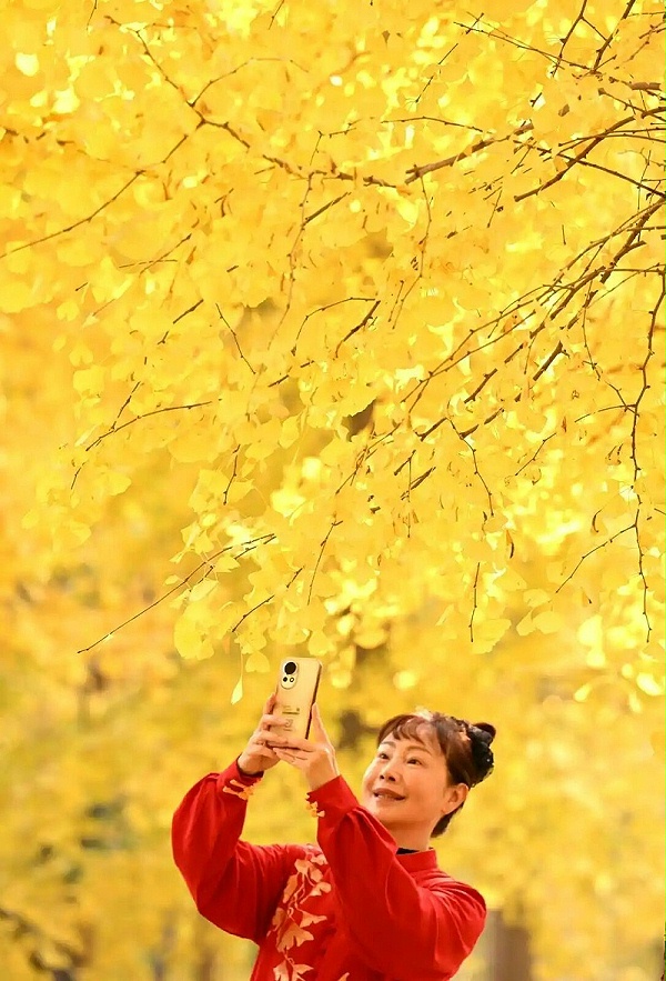 沐鸣娱乐环保：晨练的女士在位于石家庄市的河北经贸大学院内的银杏林中拍照
