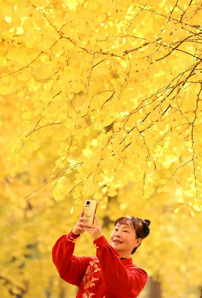 沐鸣娱乐环保：晨练的女士在位于石家庄市的河北经贸大学院内的银杏林中拍照